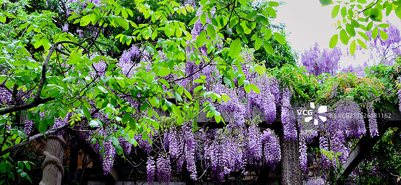 千年紫藤花图片素材