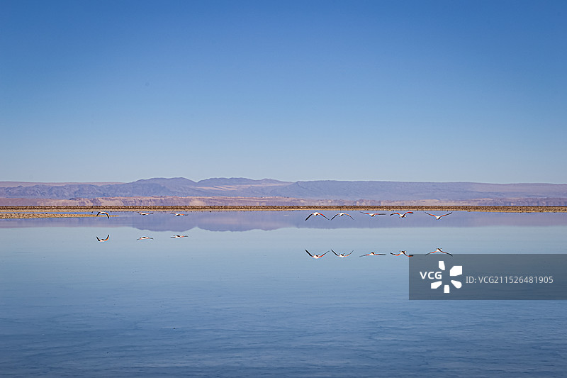 一群火烈鸟飞翔在智利阿塔卡马盐湖上，在湖面形成倒影图片素材