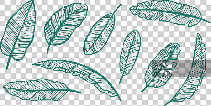 手绘香蕉叶线条剪贴画图片素材