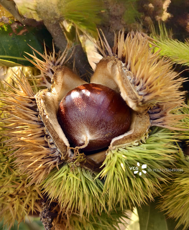 秋天成熟的板栗图片素材