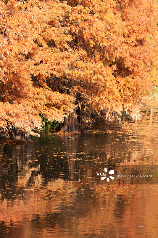 中山陵的秋天图片素材