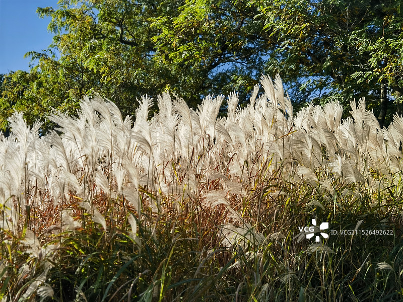 秋日芦苇图片素材