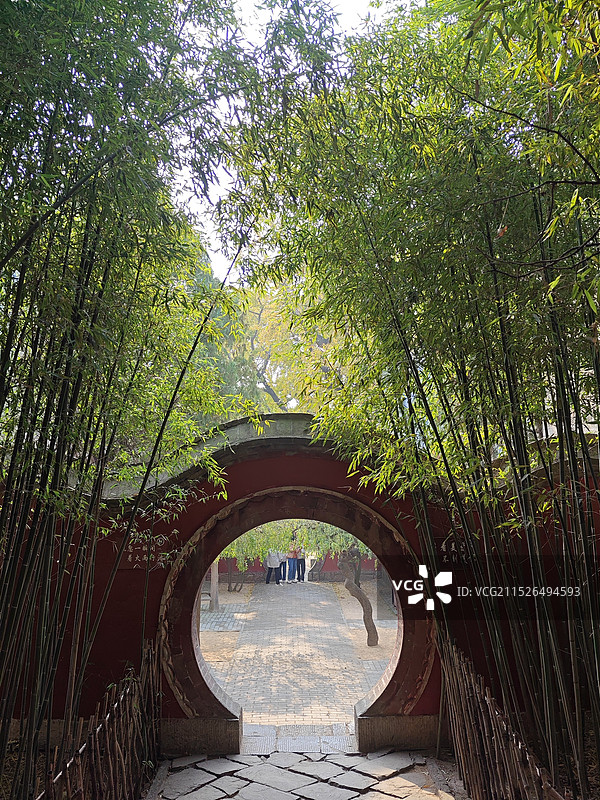 冬天小雪节气，莒县浮来山定林寺的竹林图片素材