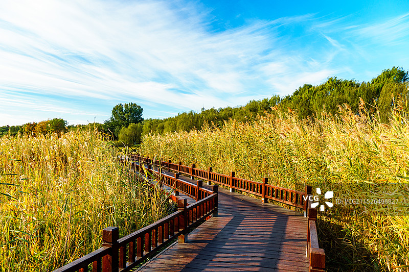 北京通州区5A景区大运河森林公园秋天景色图片素材