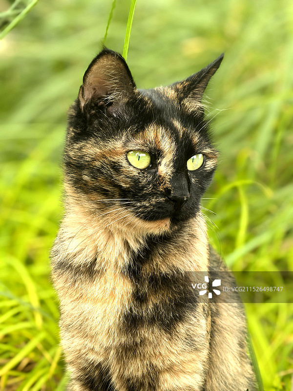 狸花猫图片素材