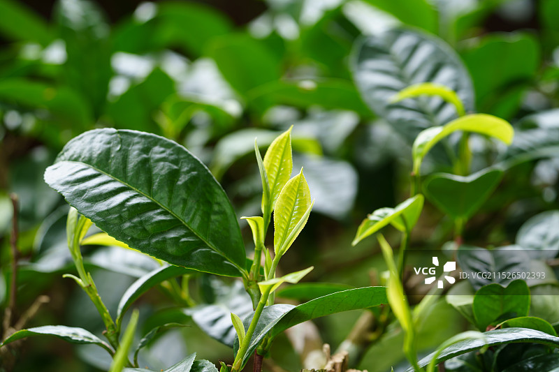 绿意盎然的茶园图片素材