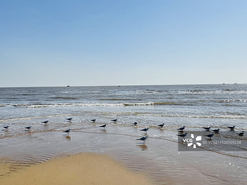 秦皇岛市抚宁区 蔚蓝海岸 海鸥 日出 雪景图片素材