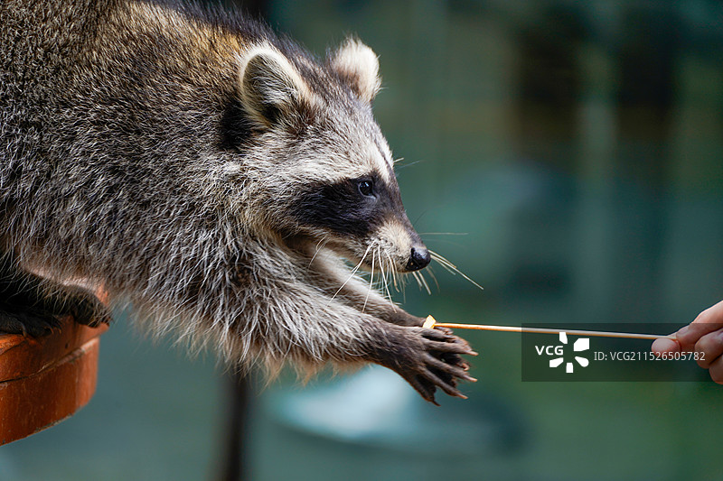 动物园图片素材