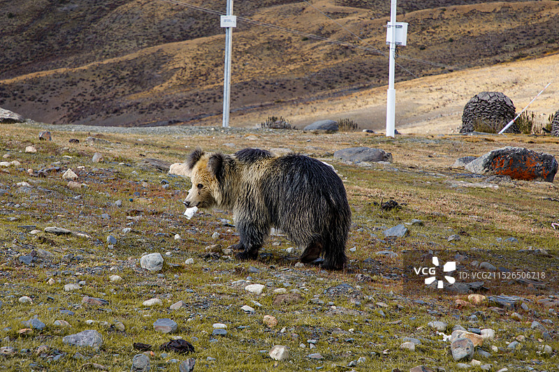 萨普熊出没图片素材