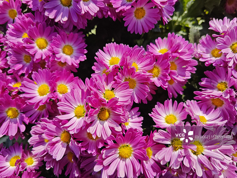 菊花，自然，植物图片素材