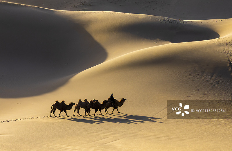 大漠驼队二图片素材