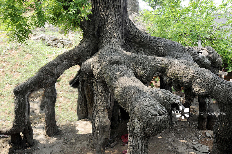 山东枣庄山亭区北庄镇毛宅村根托古槐景观图片素材
