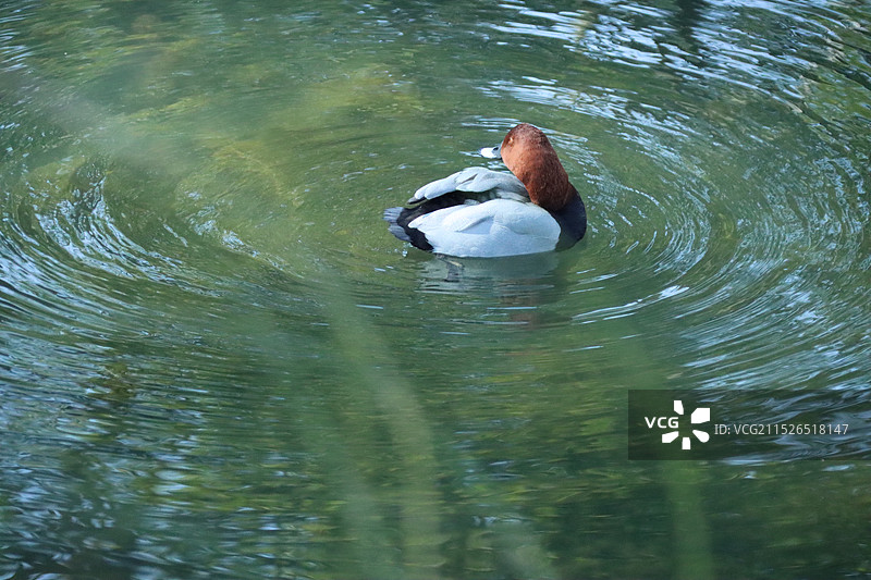 拙政园里的小鸭子 红头潜鸭图片素材