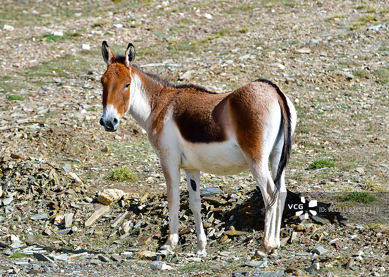 青海省玉树州可可西里自然保护区藏野驴图片素材