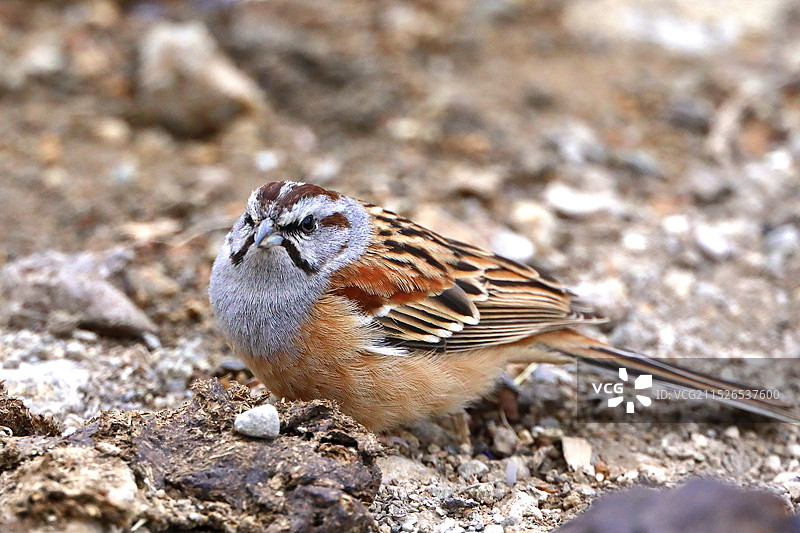 灰眉岩鹀 学名：Emberiza cia图片素材