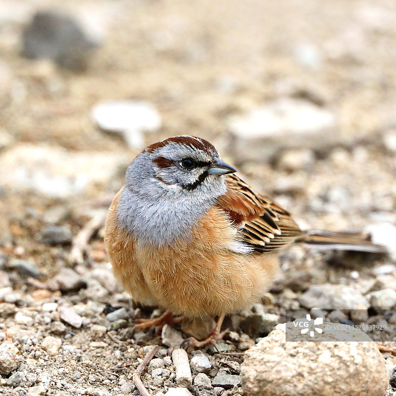 灰眉岩鹀 学名：Emberiza cia图片素材