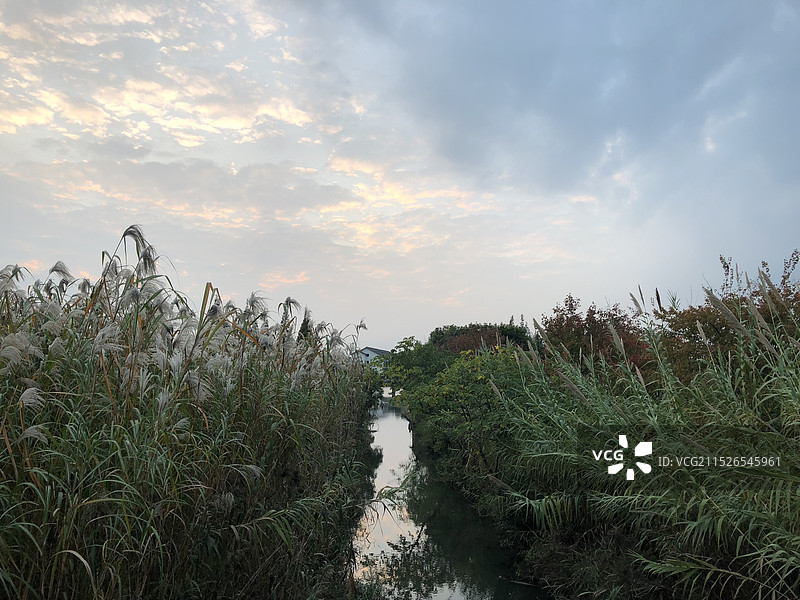 沙家浜芦苇荡图片素材