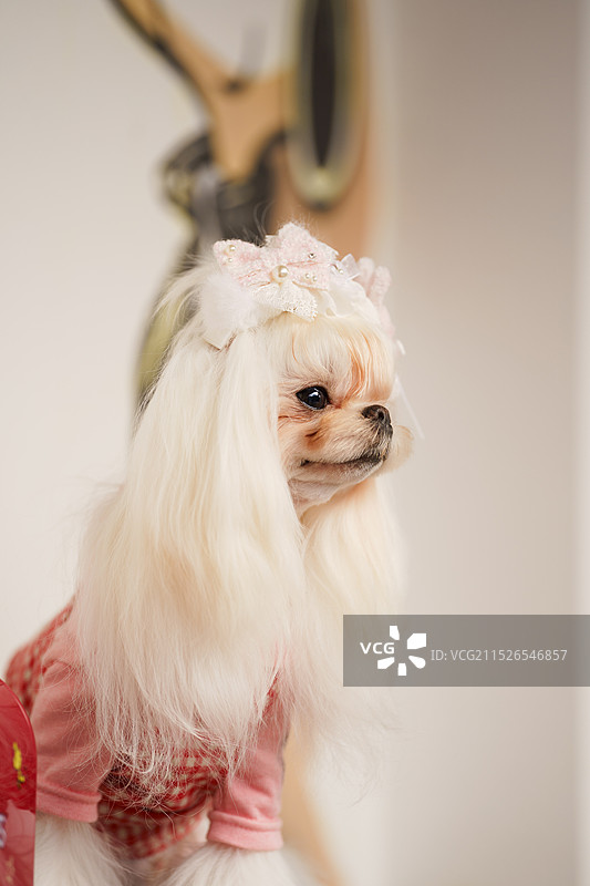 穿衣服的宠物犬 马尔济斯图片素材