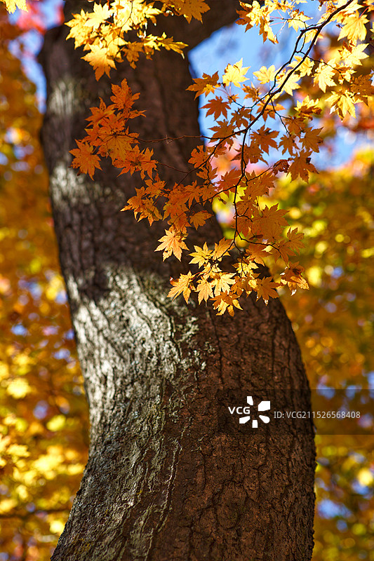 老枫树图片素材