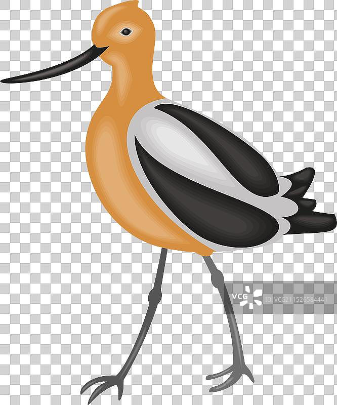 美洲反嘴鹬图片素材