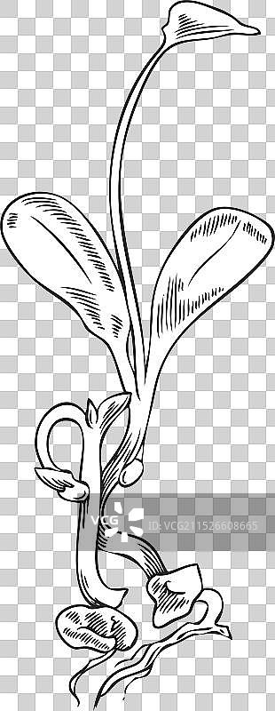 苜蓿植物芽苗或微型蔬菜植物学图片素材
