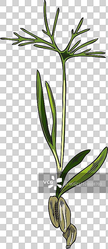 手绘小茴香幼苗图片素材