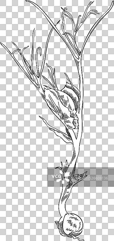 手工雕刻的微型绿色豌豆图片素材