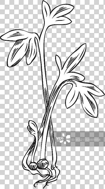 手绘西洋菜芽图片素材
