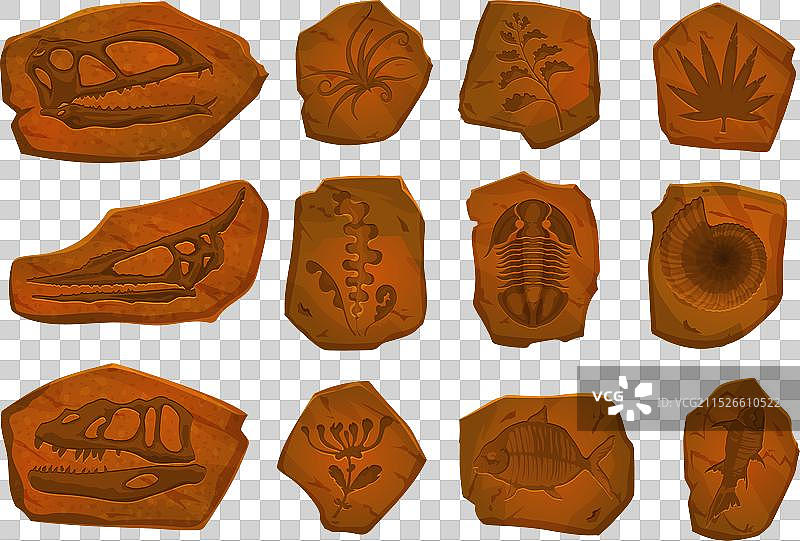 古代恐龙化石鱼骨骼和植物图片素材