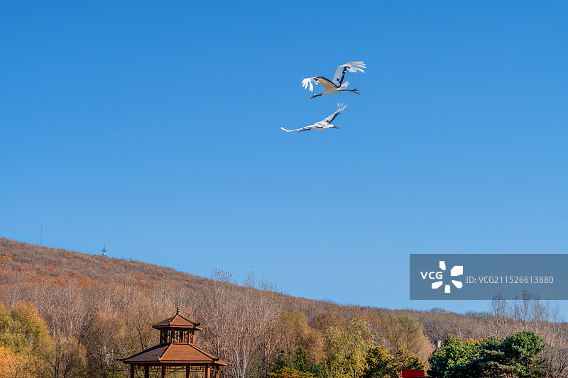 放飞的丹顶鹤图片素材