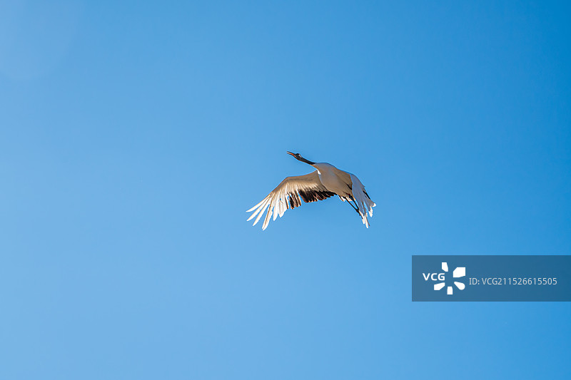 放飞的丹顶鹤·北方森林动物园图片素材