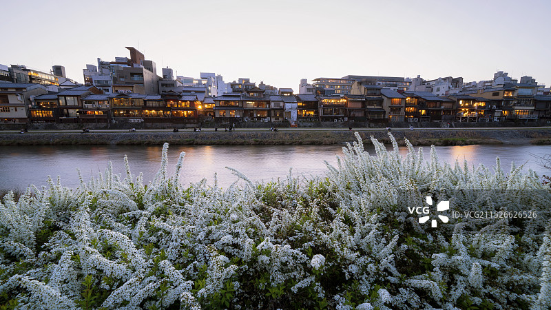 京都鸭川 花之回廊图片素材