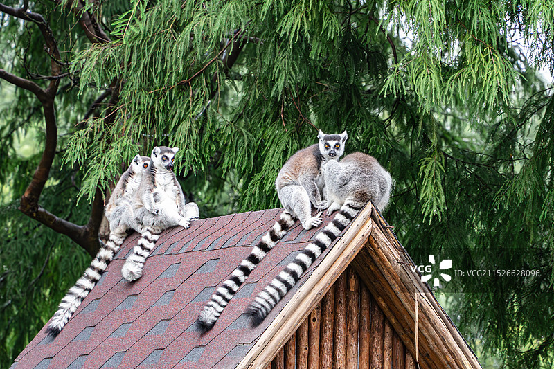 杭州湾湿地公园中的狐猴趴在屋顶休息图片素材