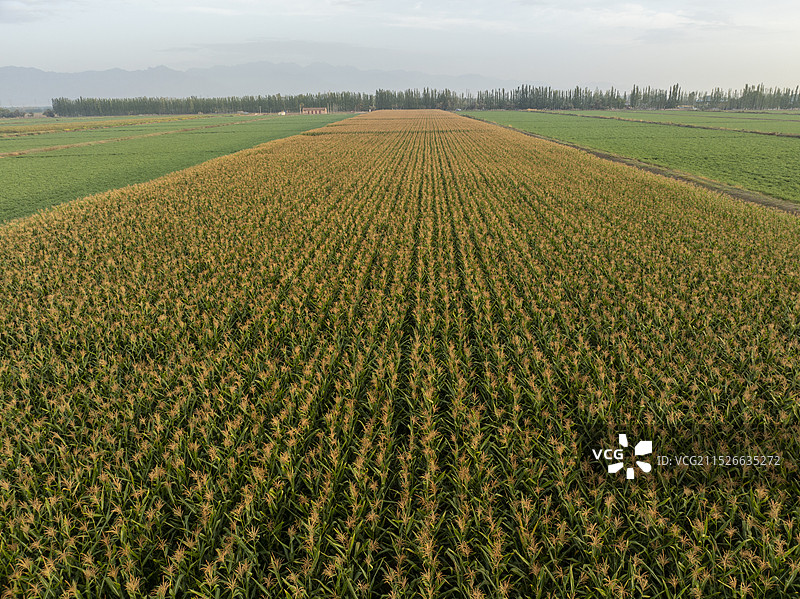 航拍宁夏银川农田里种植的农作物图片素材