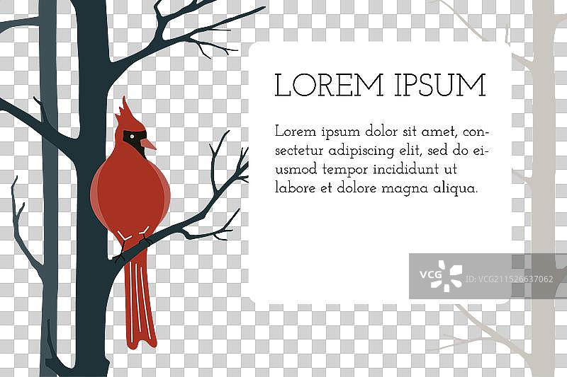 红色北美红雀横幅图片素材