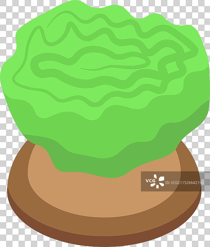 水培农场种植的绿色生菜图片素材