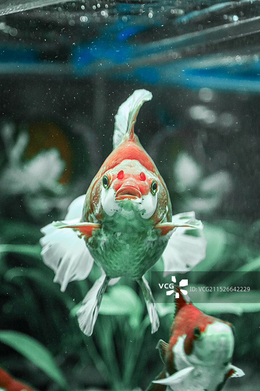 蜷川实花策划的锦鳞溢彩凌空金鱼艺术展里面的金鱼特写图片素材