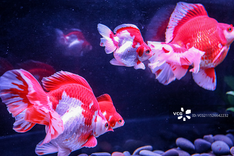 蜷川实花策划的锦鳞溢彩凌空金鱼艺术展里面的金鱼特写图片素材