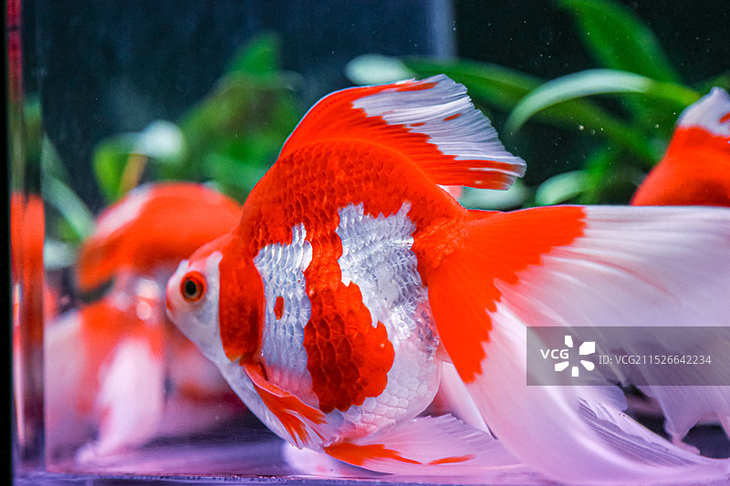 蜷川实花策划的锦鳞溢彩凌空金鱼艺术展里面的金鱼特写图片素材