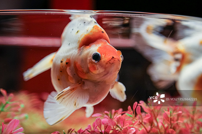 蜷川实花策划的锦鳞溢彩凌空金鱼艺术展里面的金鱼特写图片素材