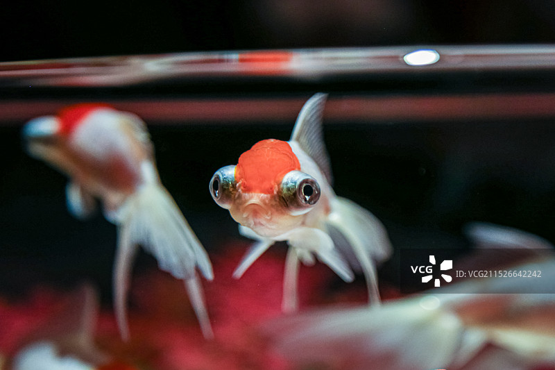 蜷川实花策划的锦鳞溢彩凌空金鱼艺术展里面的金鱼特写图片素材