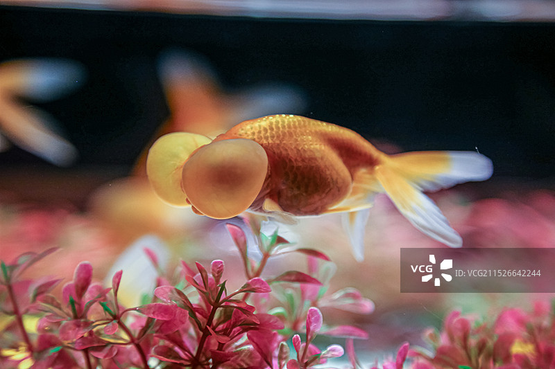 蜷川实花策划的锦鳞溢彩凌空金鱼艺术展里面的金鱼特写图片素材