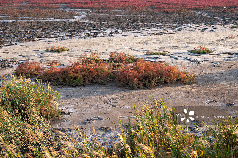 红海滩国家风景廊道 风光航拍摄影图片素材
