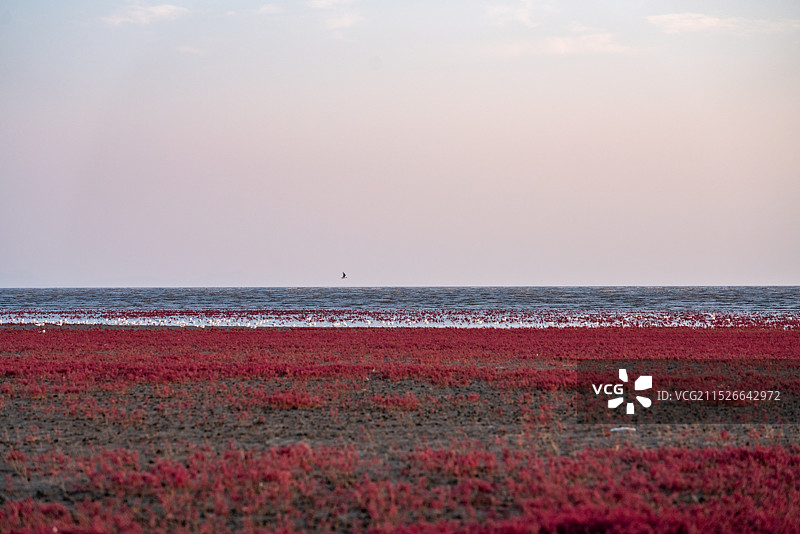 红海滩国家风景廊道 风光航拍摄影图片素材