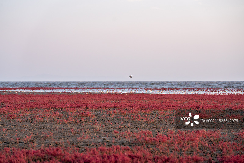 红海滩国家风景廊道 风光航拍摄影图片素材