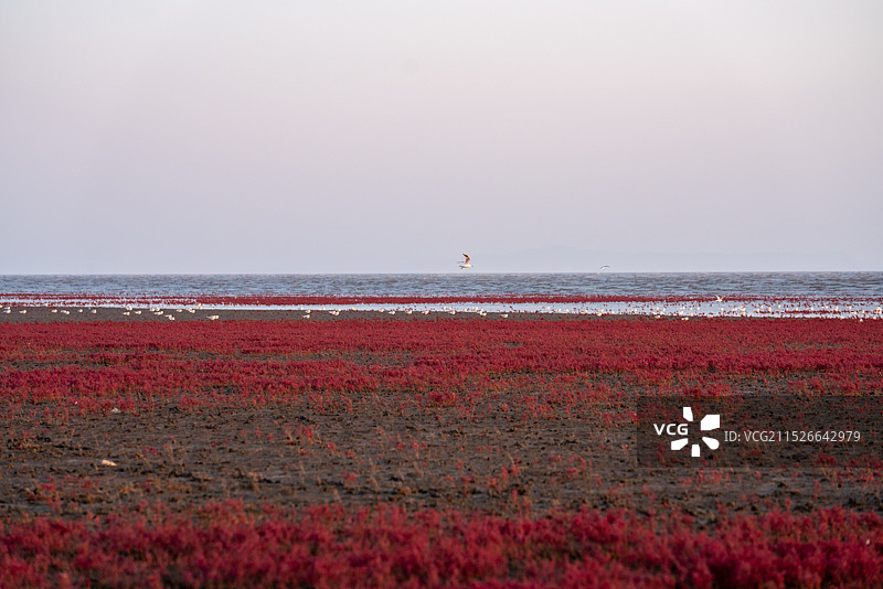 红海滩国家风景廊道 风光航拍摄影图片素材