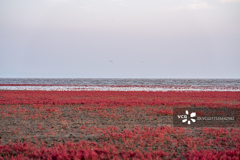 红海滩国家风景廊道 风光航拍摄影图片素材