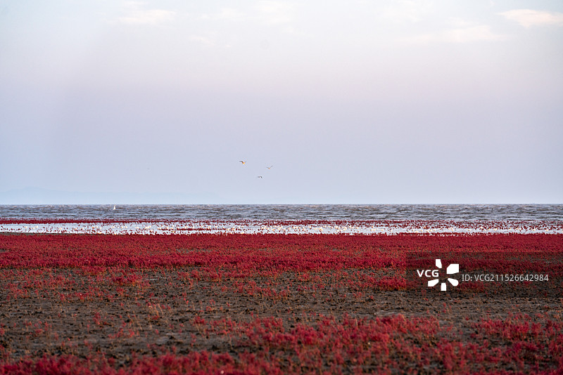 红海滩国家风景廊道 风光航拍摄影图片素材
