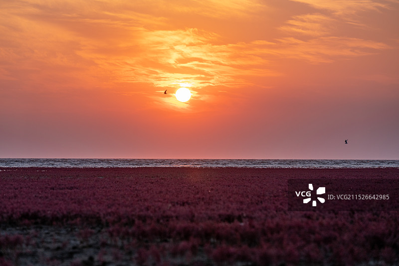 红海滩国家风景廊道 风光航拍摄影图片素材