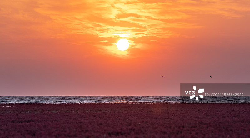 红海滩国家风景廊道 风光航拍摄影图片素材
